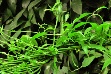 Obraz premium Green Creeper