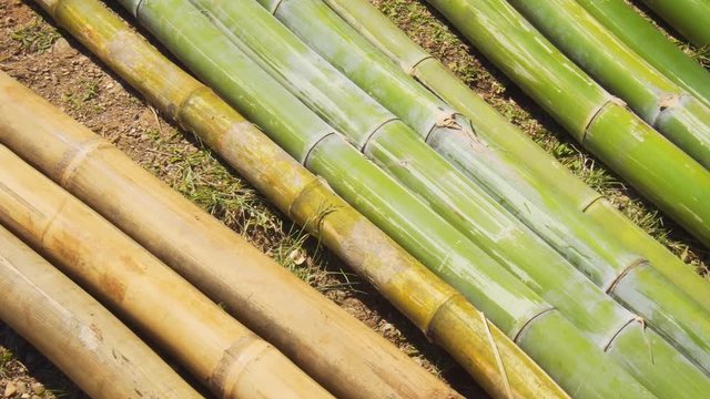 Cut Bamboo Stalks Drying in the Sun in Thailand