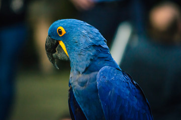 Yellow and blue big parrot