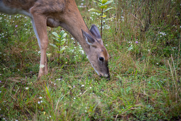 fallow deer in the forest