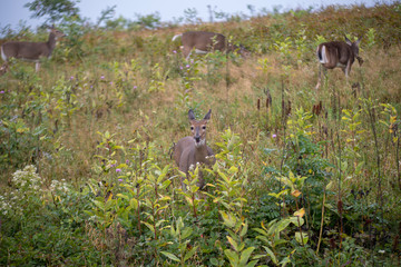 deer making stupid face in the grass