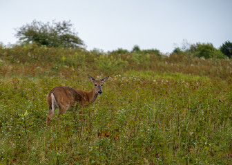 deer in the forest