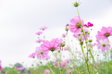 Pink flower of Mexican Diasy, Sulfur Cosmos, Pink Cosmos on white background.