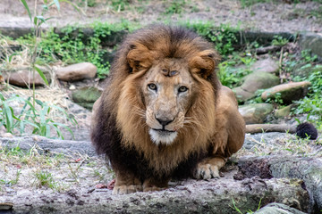 Naklejka premium Large male lion