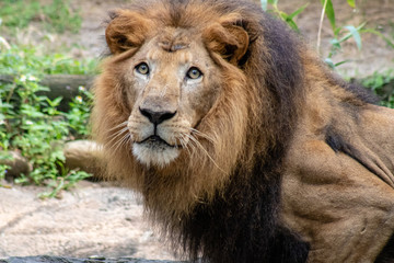 Fototapeta na wymiar Large male lion