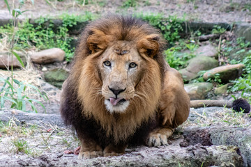 Obraz premium Large male lion