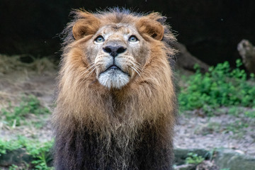 Large male lion