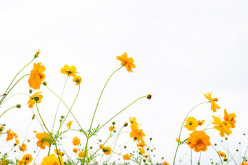 Yellow flower of Mexican Diasy, Sulfur Cosmos, Yellow Cosmos on white background.