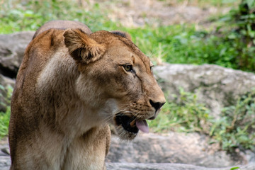 Obraz premium Large female lion