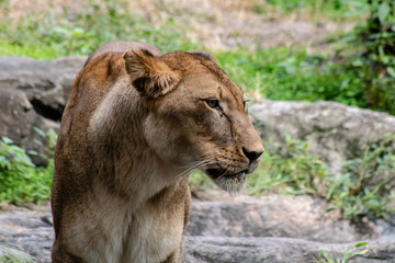 Obraz na płótnie Canvas Large female lion