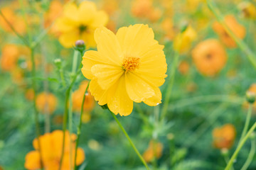 Obraz premium Yellow flower of Mexican Diasy, Sulfur Cosmos, Yellow Cosmos on white background.