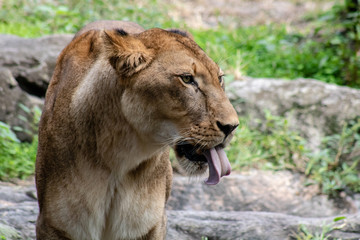 Large female lion