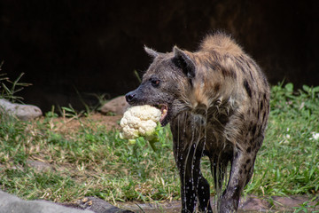 Spotted hyena