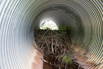 A beaver dam being built inside a culvert under a road - obrazy, fototapety, plakaty