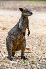 Grey kangaroo © Ilya Postnikov