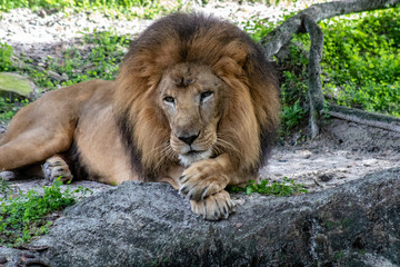 Naklejka na ściany i meble Large male lion