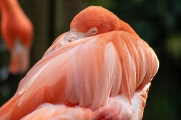 Caribbean flamingo