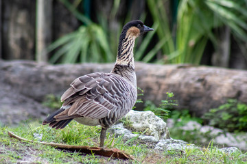 Nene goose