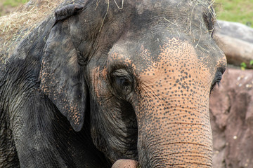 Asian elephant