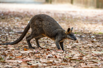 Grey kangaroo © Ilya Postnikov