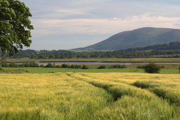 Fototapeta na wymiar A wheat field with Criffel Hill in the background across the River Nith. Dumfries, Scotland.