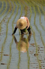 田植えをする人