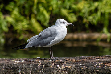 Laughing gull