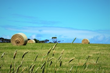 Bales of hay in field.Phillip Island.Victoria.Australia