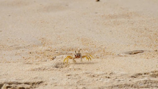 Crab on the sandy beach