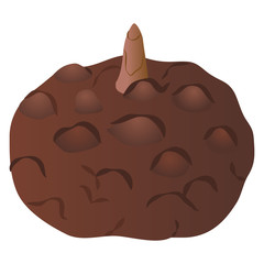 コンニャクイモ