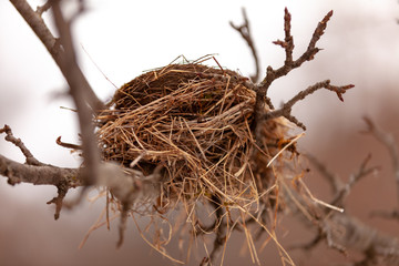 Nest on a branch