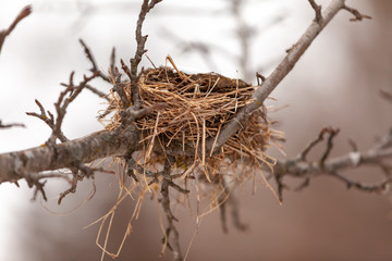 Nest on a branch