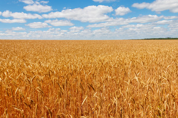 Field of ripe golden wheat