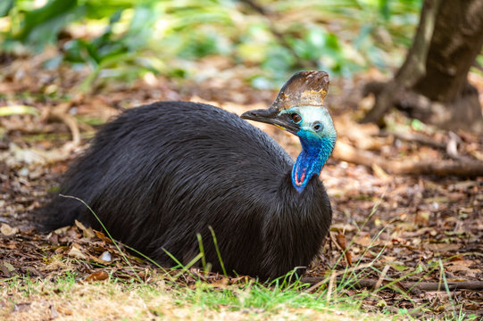 Cassowary