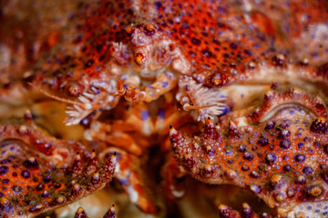 A red box crab