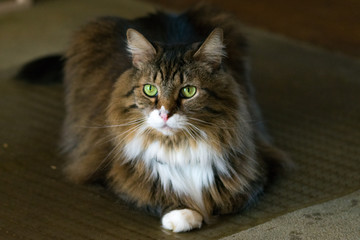 cat with green eyes