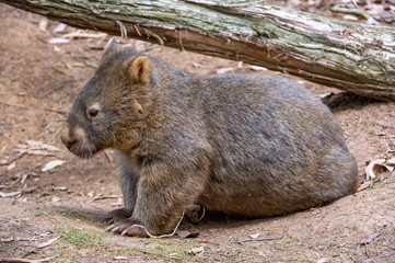 Wombat