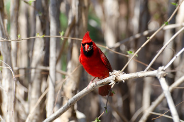 Cardinal rouge