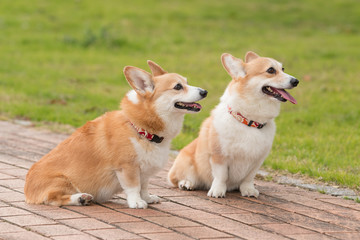 ウエルシュコーギー