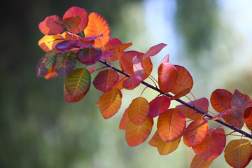 Fall leaves in sunlight