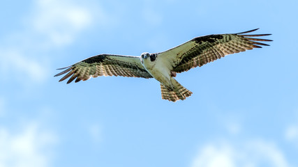Osprey