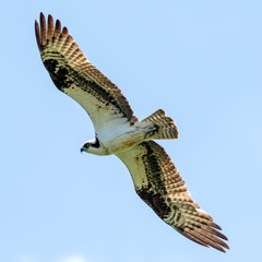 Osprey