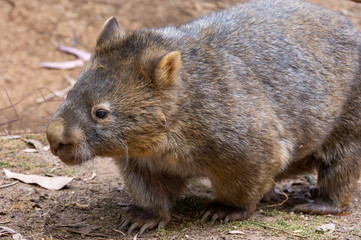 Wombat