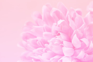 Beautiful flowers made with color filters in soft color and blur style for background