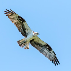 Osprey