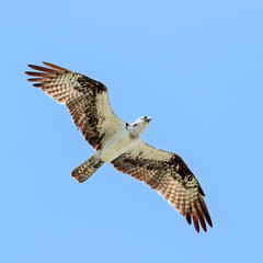 Osprey
