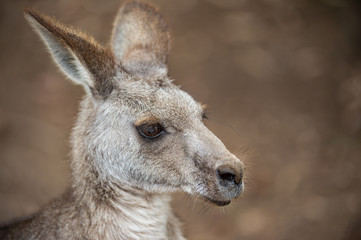 Grey kangaroo