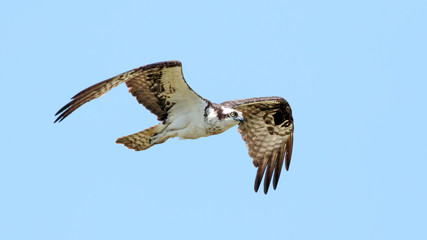 Obraz premium Osprey