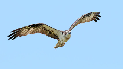Osprey