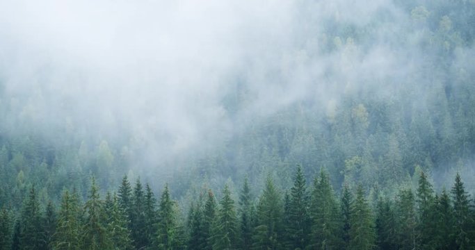 Mist rises, condenses and drifts in timelapse, over the trees